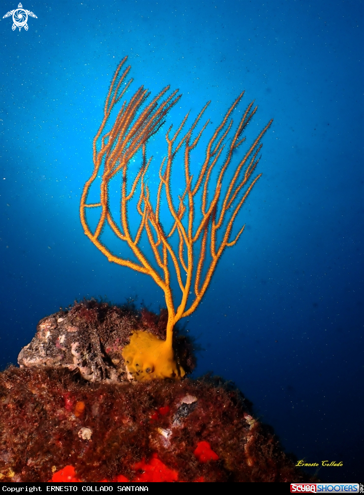 A Gorgonia amarilla