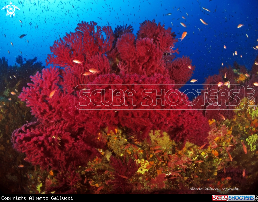 A underwater creature