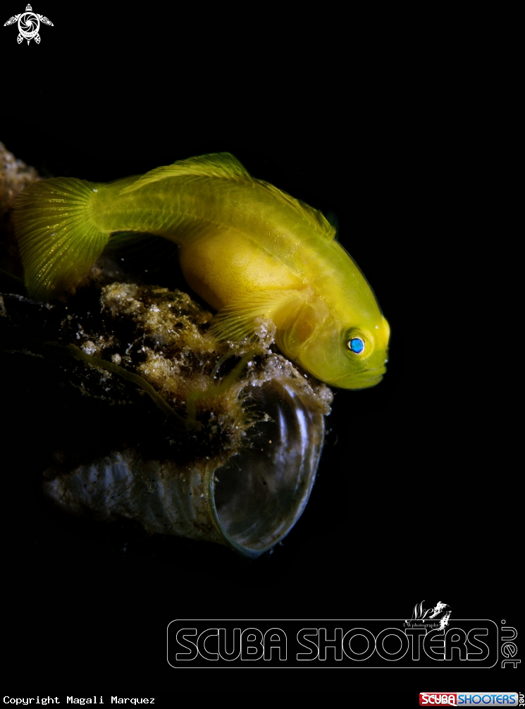 A Yellow Gobyfish
