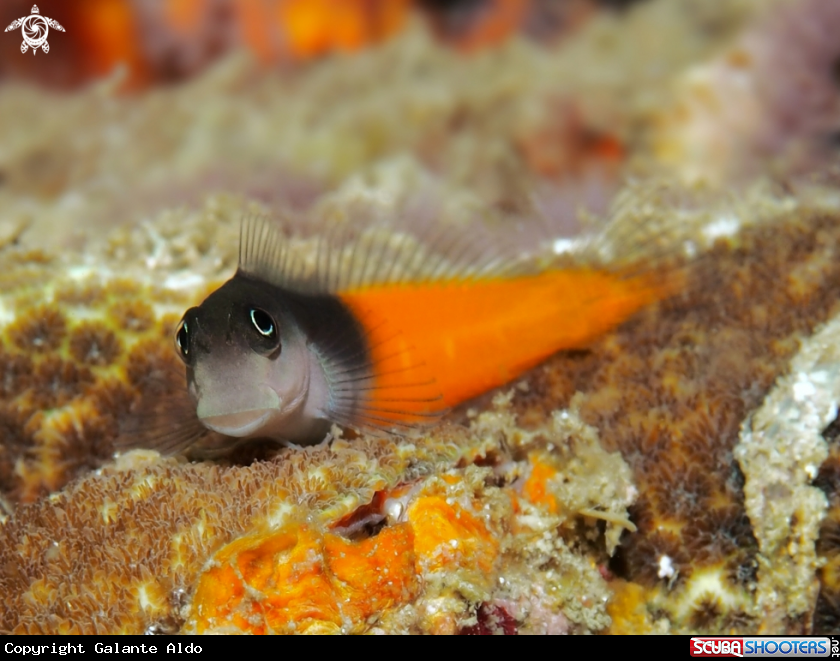 A Blenny Bicolor