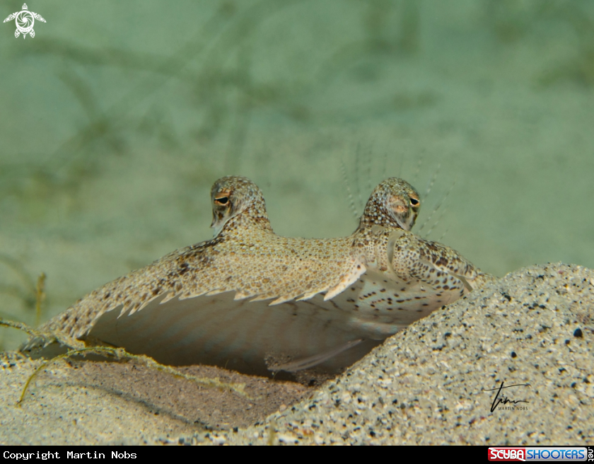 A Mottled Flounder