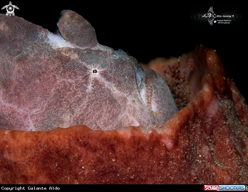 A Giant Frogfish