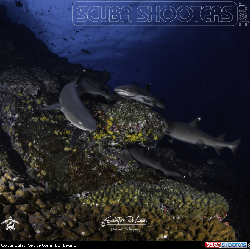 A WHITE TIP SHARK