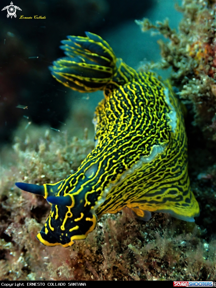 A Nudibranquio