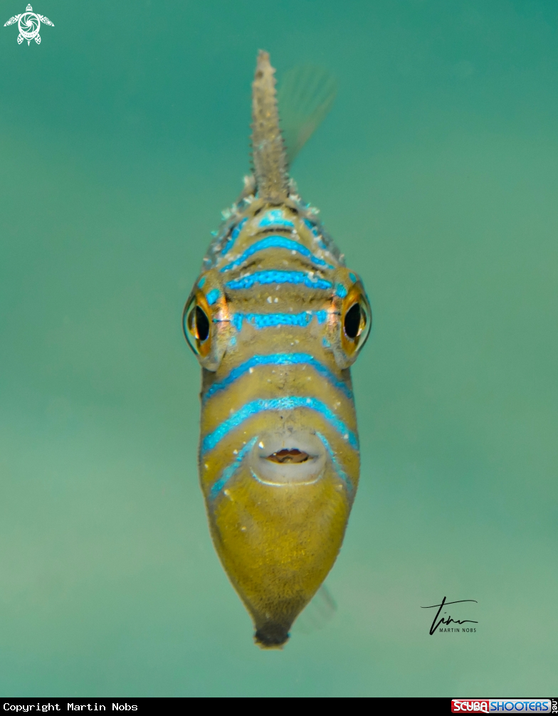 A Queen Triggerfish