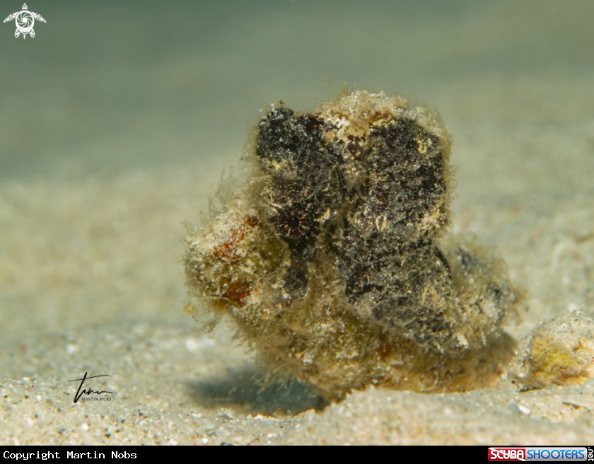 A Seahorse