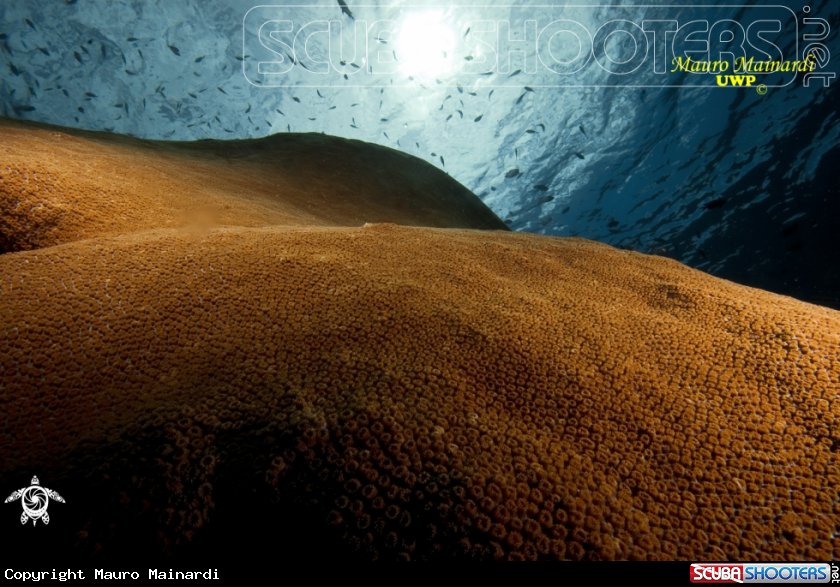 A underwater creature