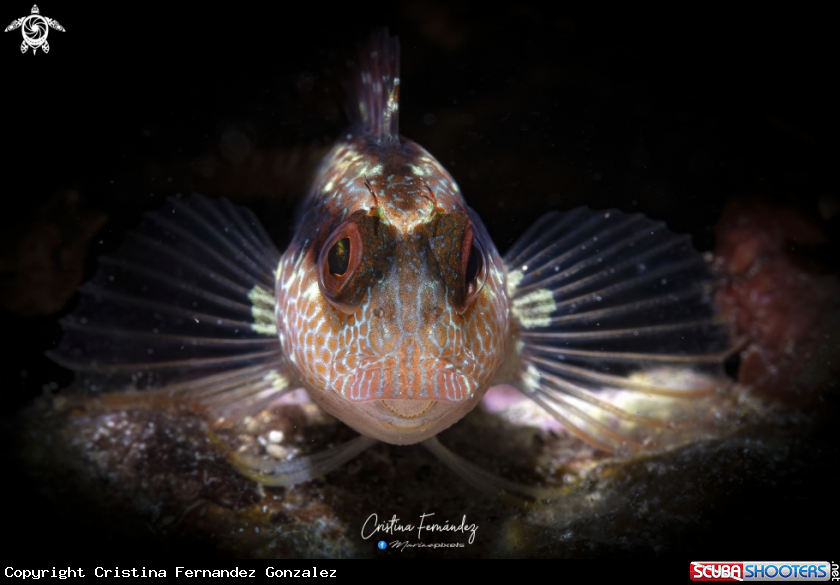 A Ringneck blenny 