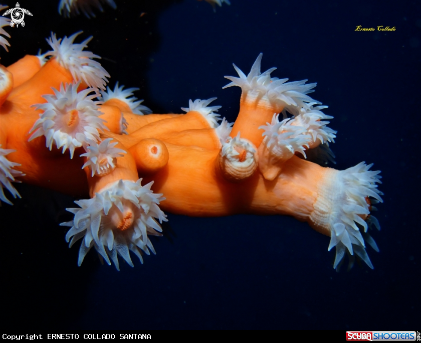 A Coral naranja