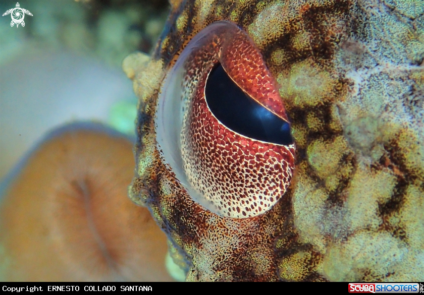 A Ojo de pulpo.