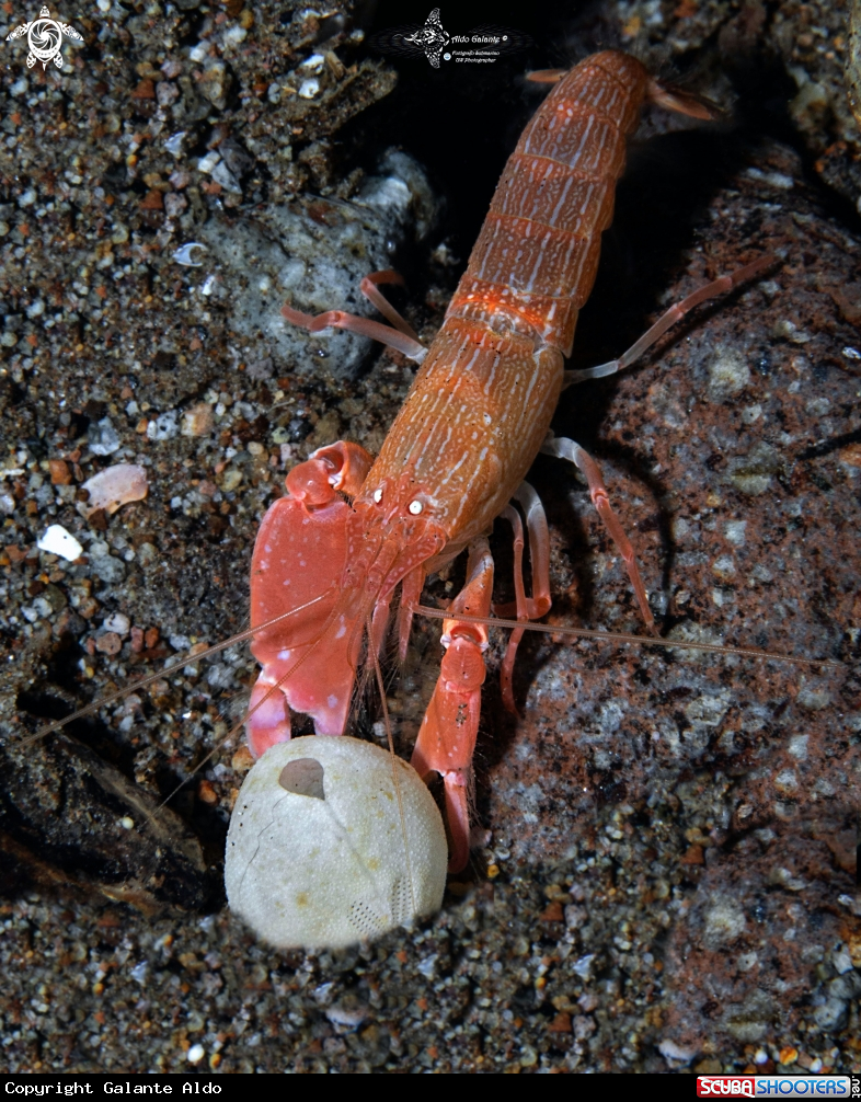 A Shrimp