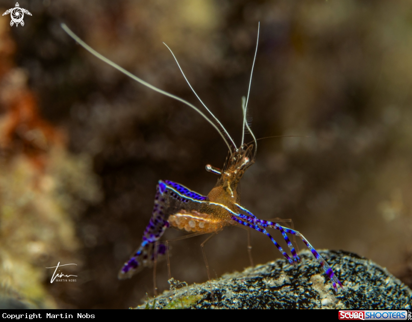 A Pedersons Cleaner Shrimp
