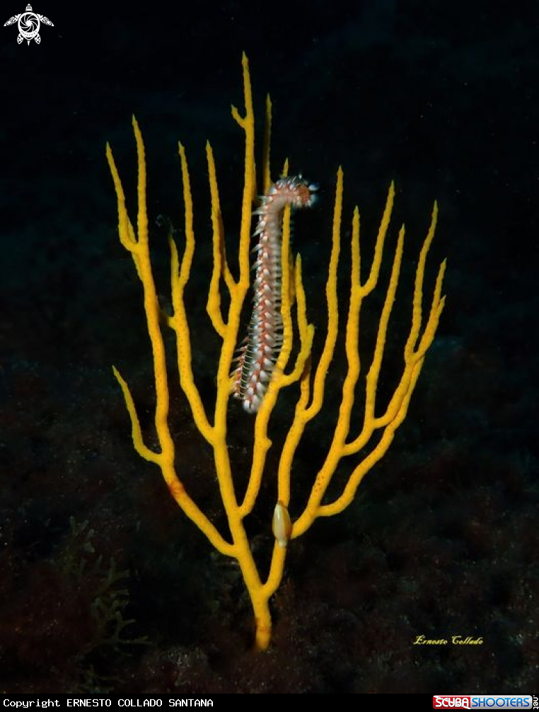 A Gorgonia amarilla con gusano de fuego