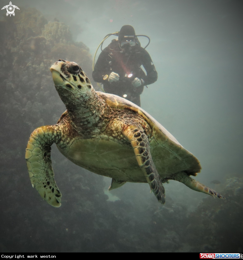A Turtle