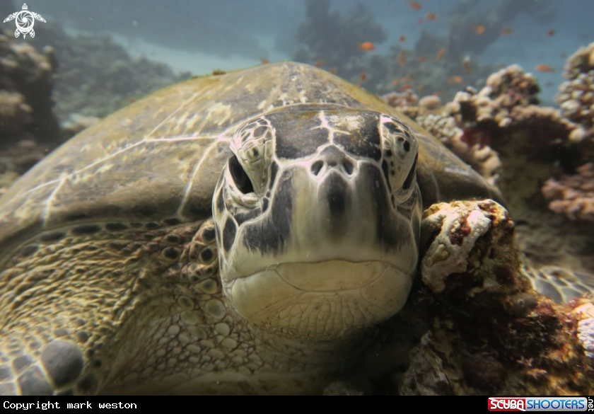 A Turtle 
