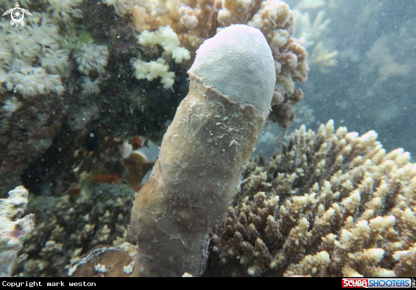 A Coral