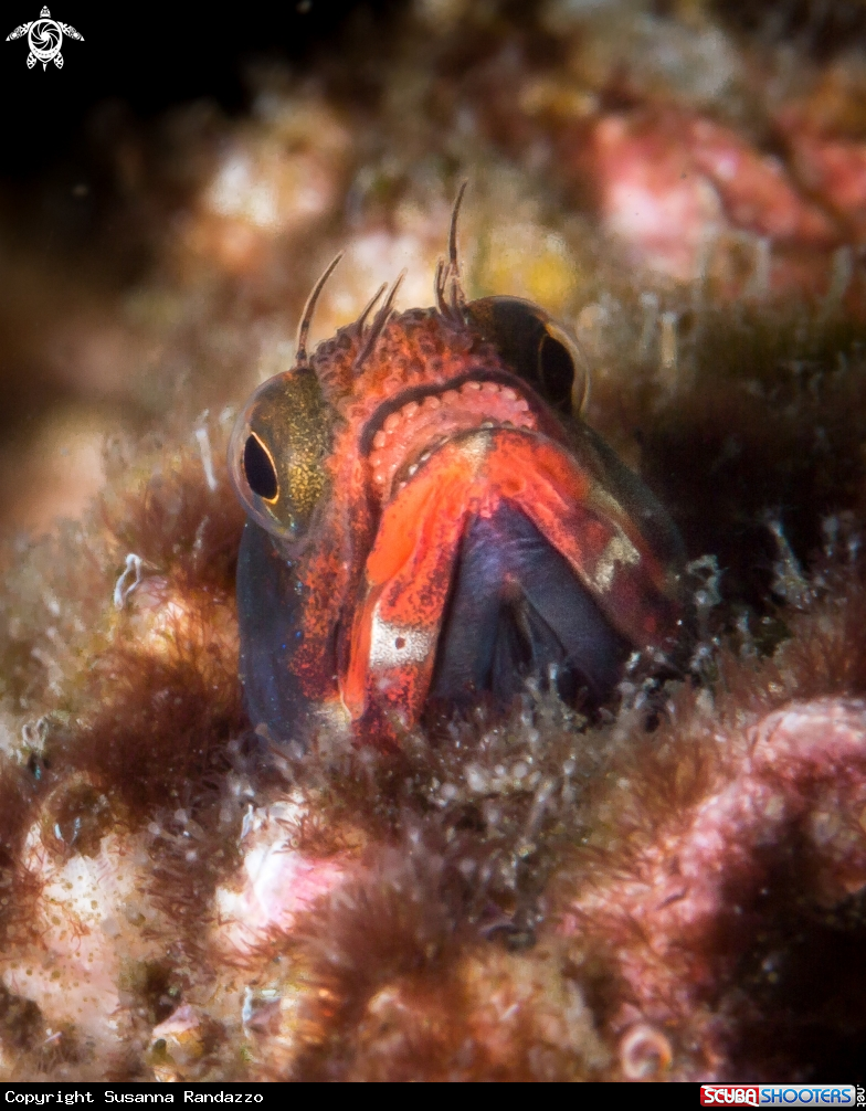 A Clubhead blenny
