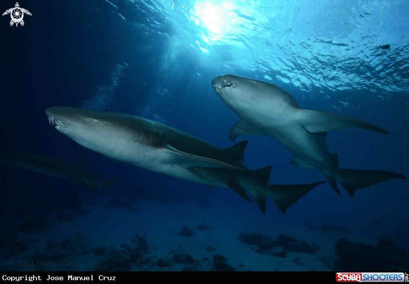 A Tawny Nurse Shark