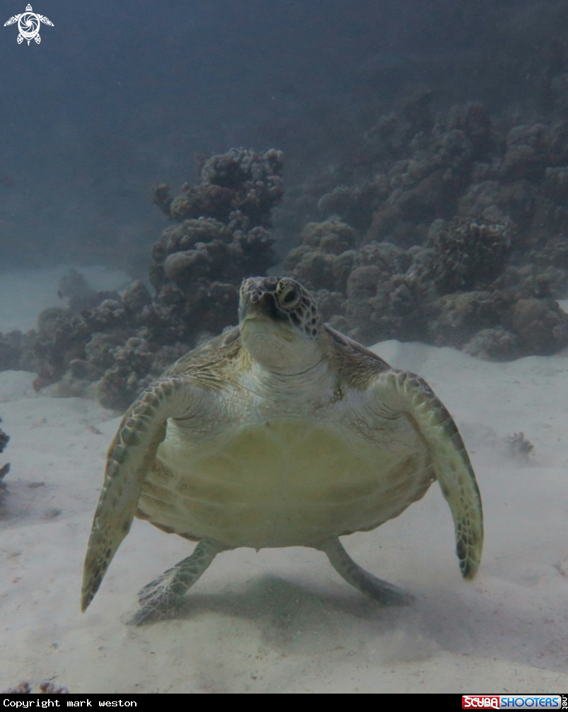 A Turtle 