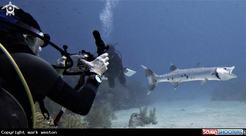 A Barracuda 
