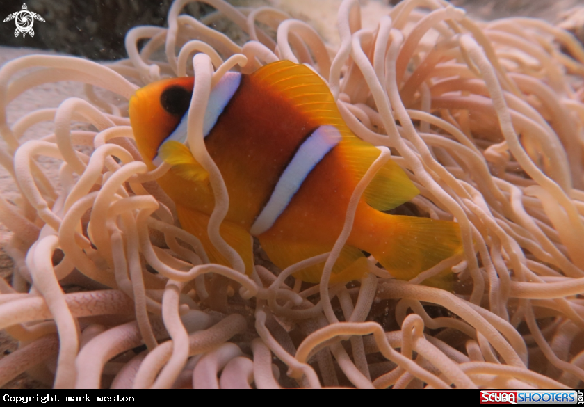 A Clown fish