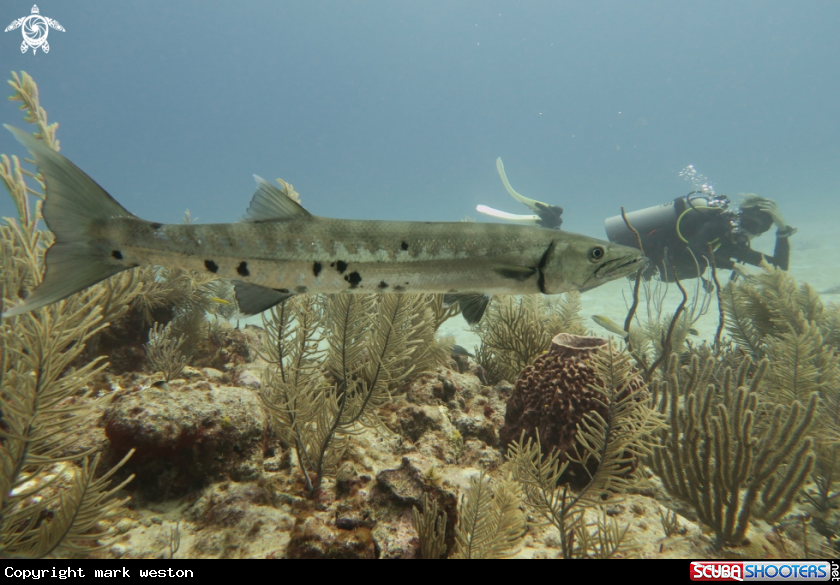 A Barracuda 