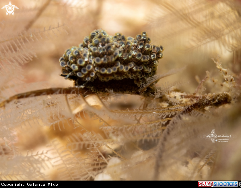 A Doto Sea Slug (5 mm)