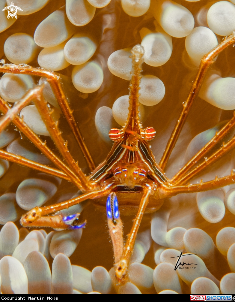A Arrow Crab