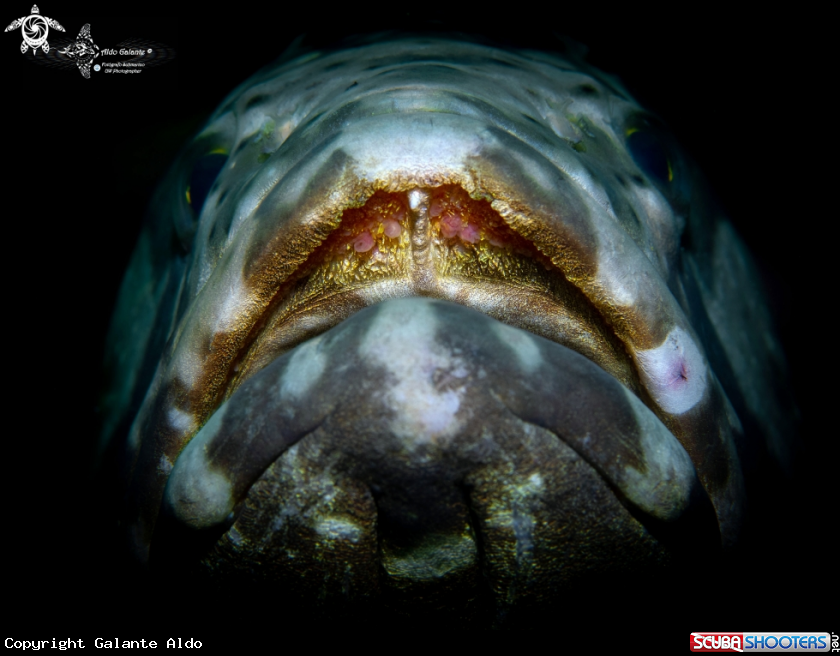 A Fish