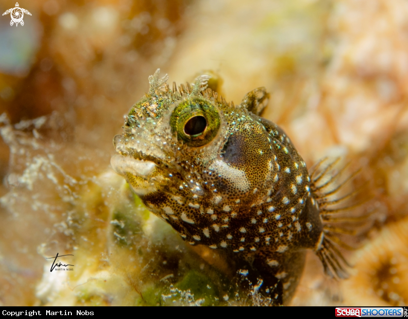 A Spinyhead Blennie