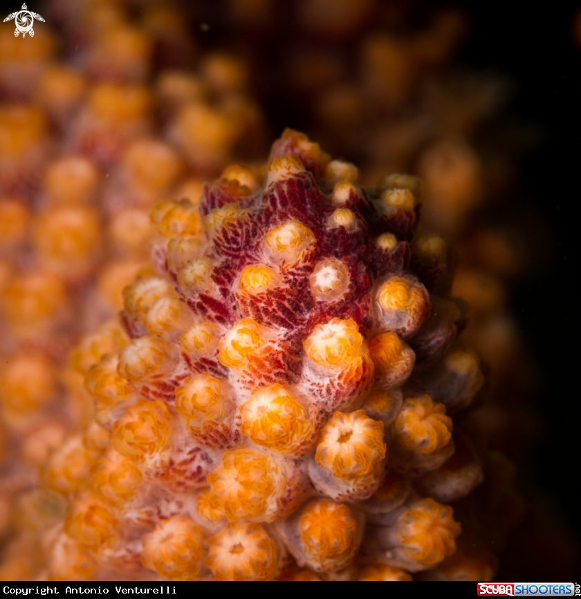 A Hard coral