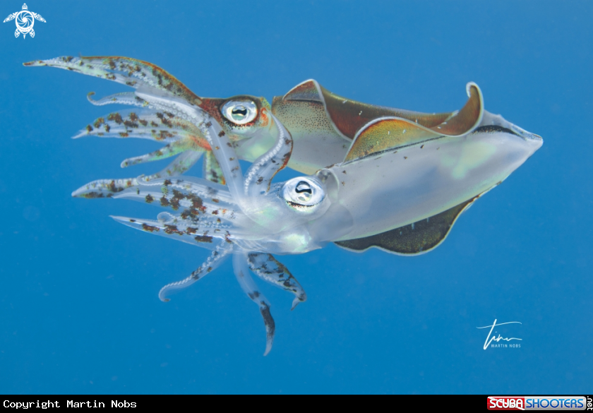 A Caribbean Reef Squid
