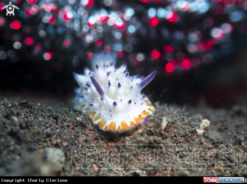 A Mexichromis multituberculata