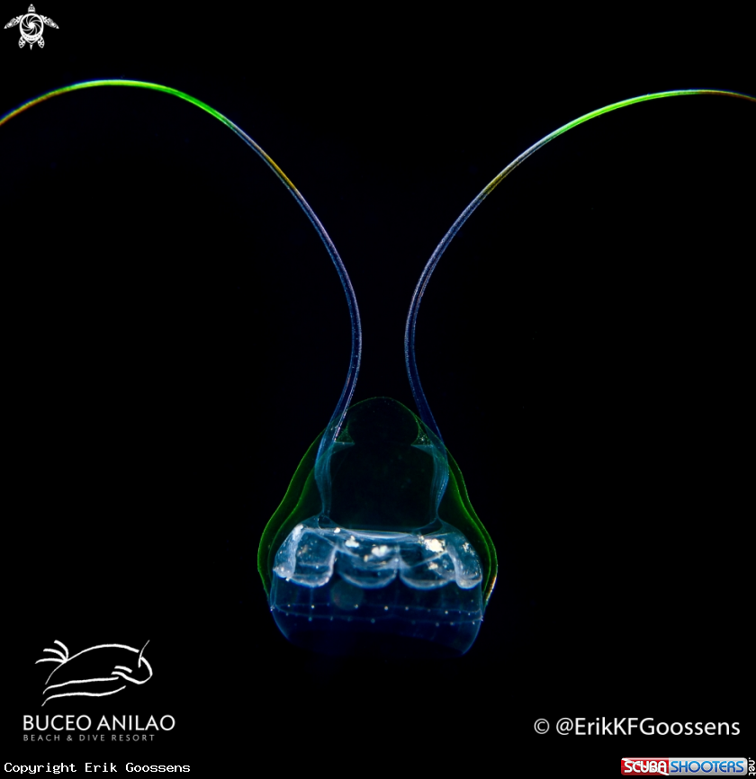 A Larva Yellyfish