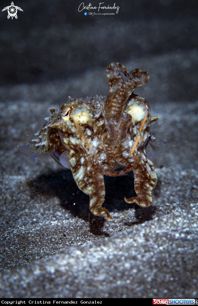 A Cuttlefish