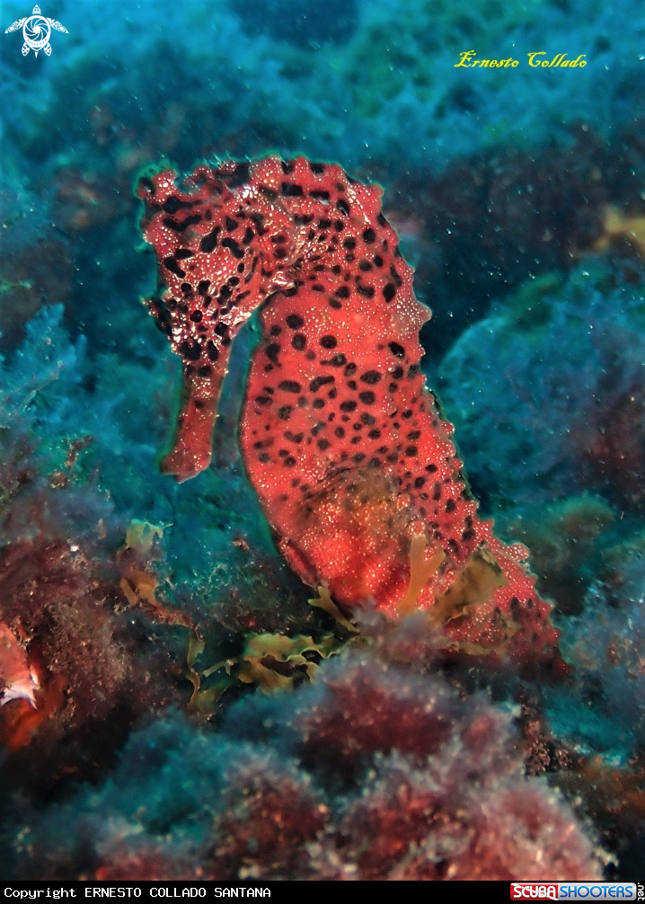 A Hippocampus algiricus