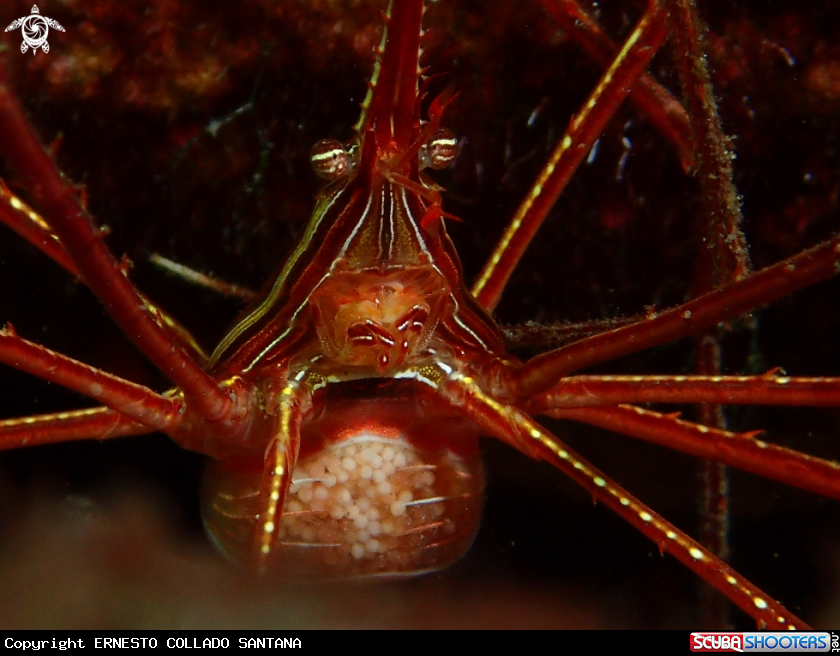A Cangrejo araña