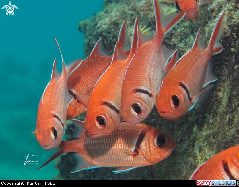 A Blackbar Soldierfish