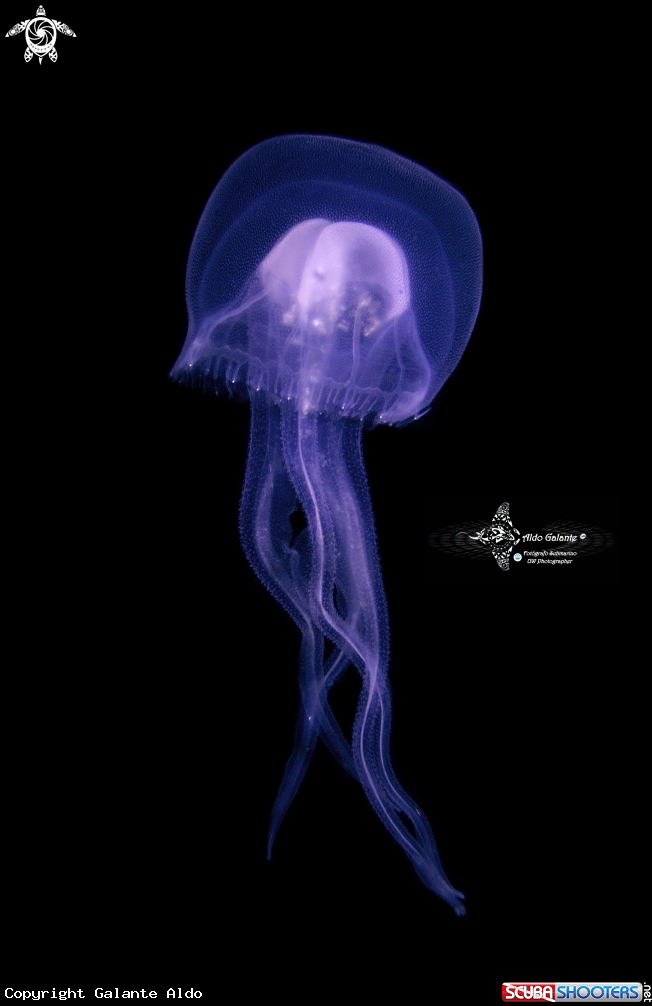 A Jelly Fish