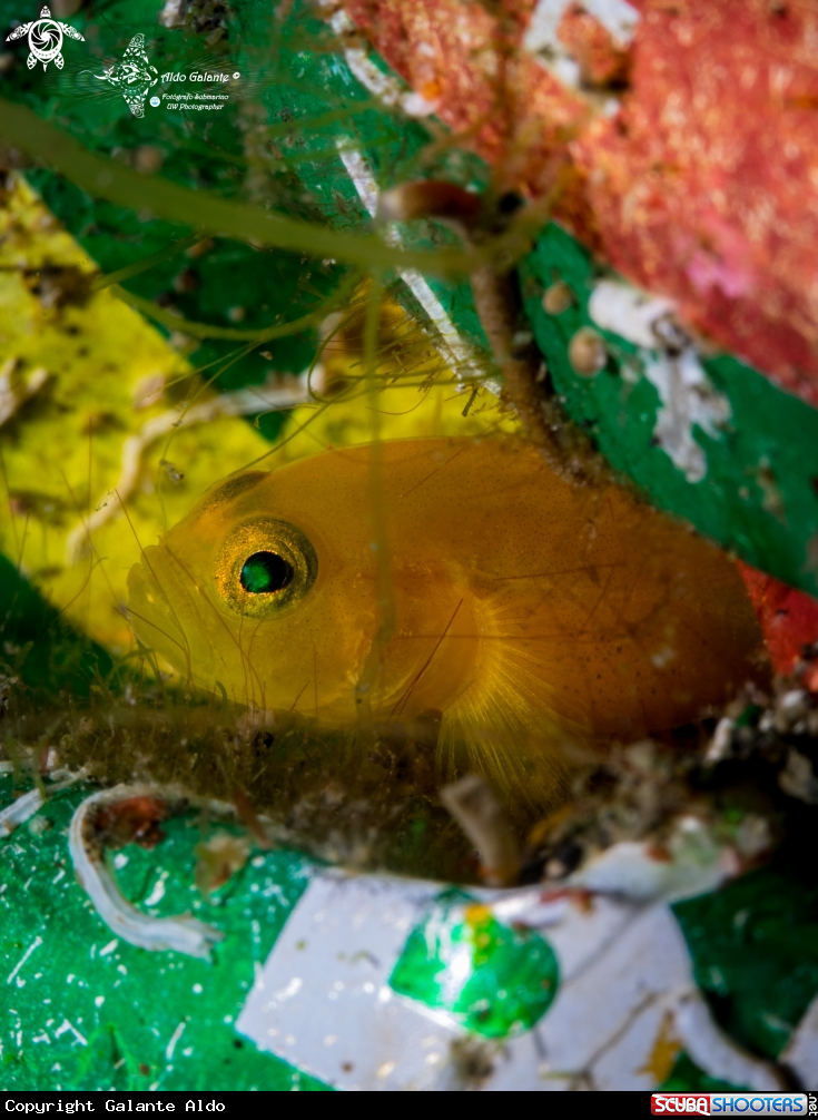 A Yellow Pygmy Goby