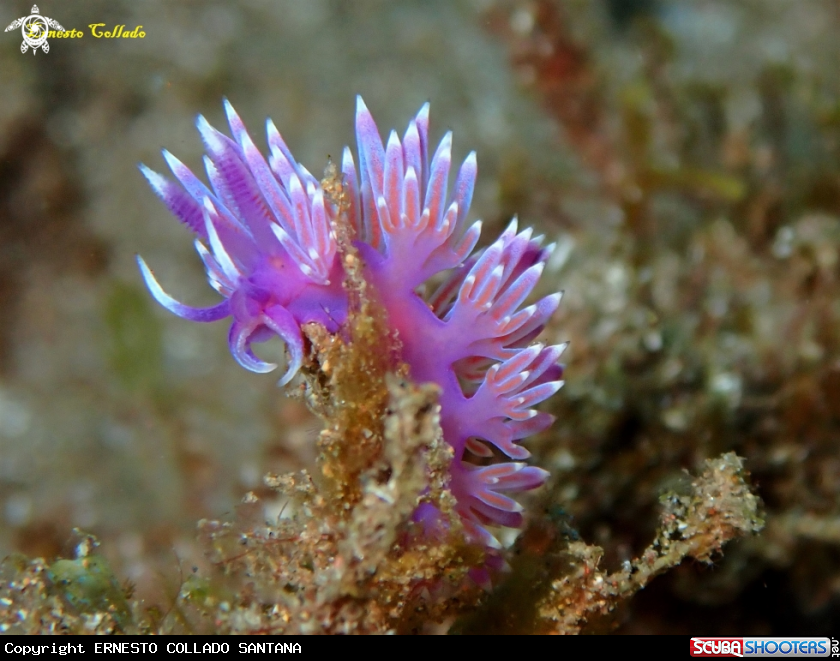 A Flabellina