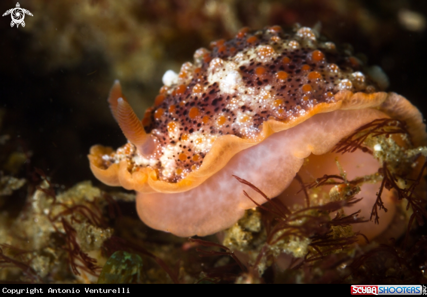 A Goniobranchus nudi 