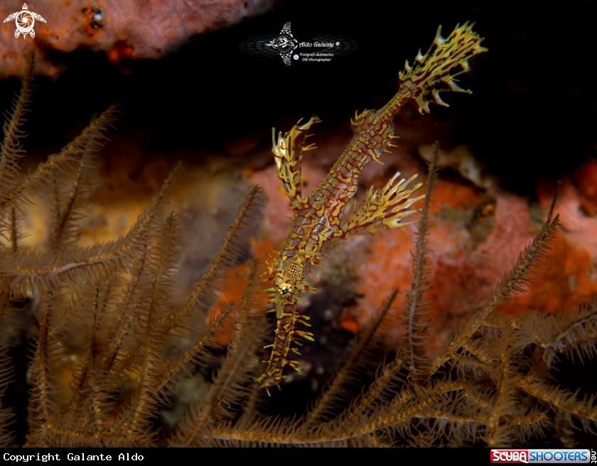 A Ghost Pipe Fish