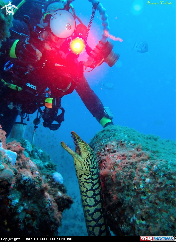 A Enchelycore anatina
