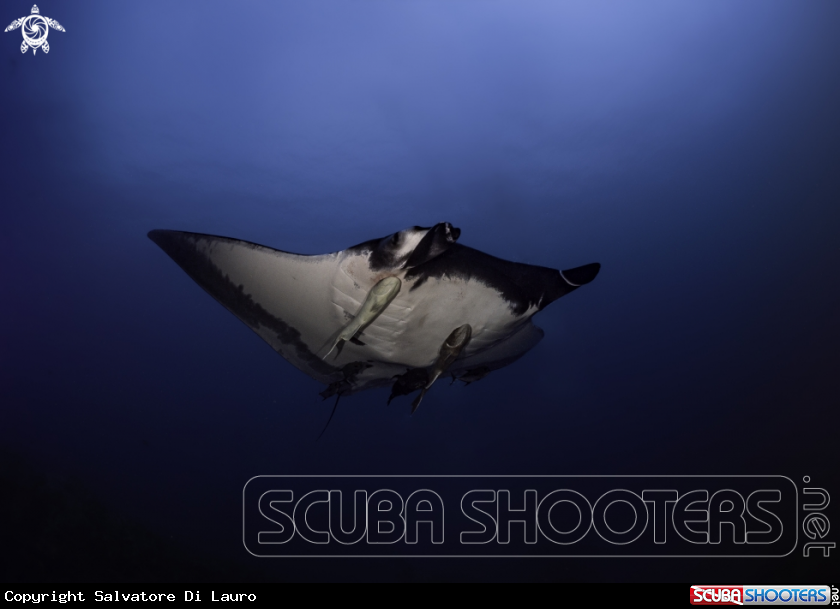 A GIANT OCEANIC MANTA