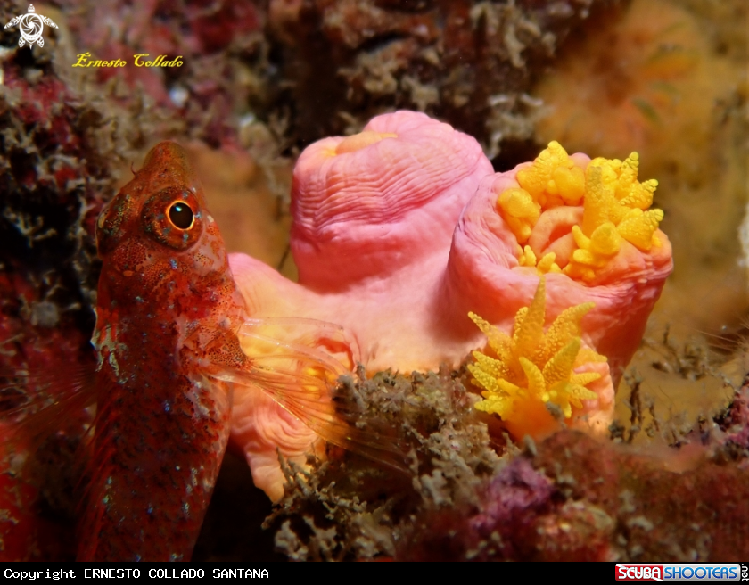 A Coral cabezuela y cabecinegro