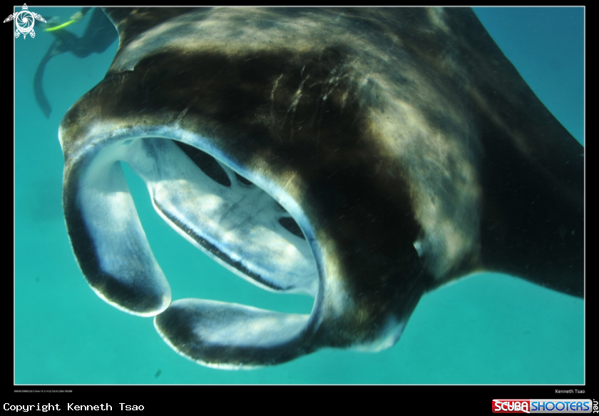A underwater creature