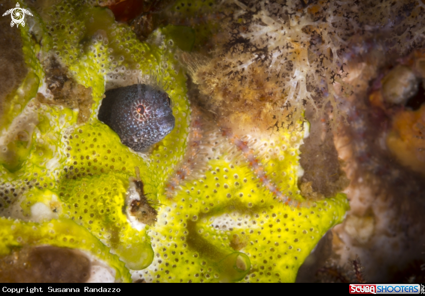 A Warthead blenny