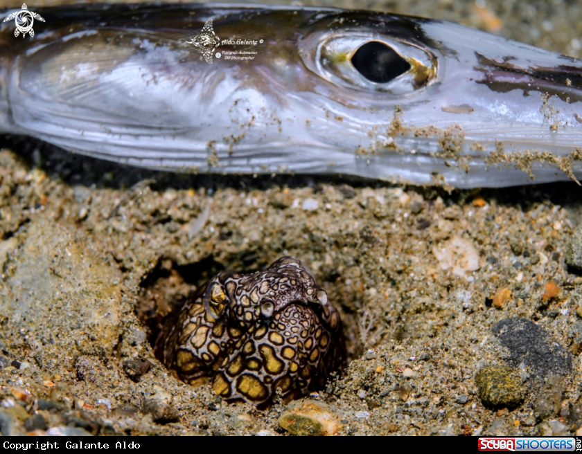A Purple Banded Snake Eel