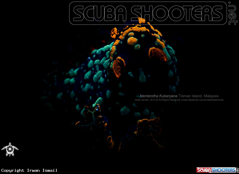 A Nembrotha